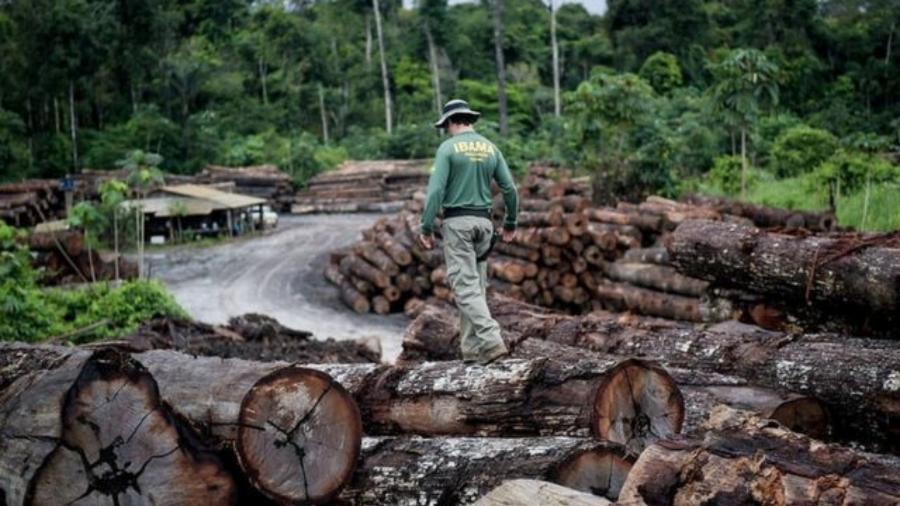 Madeira ilegal apreendida pelo Ibama em terra indígena na Amazônia - Divulgação