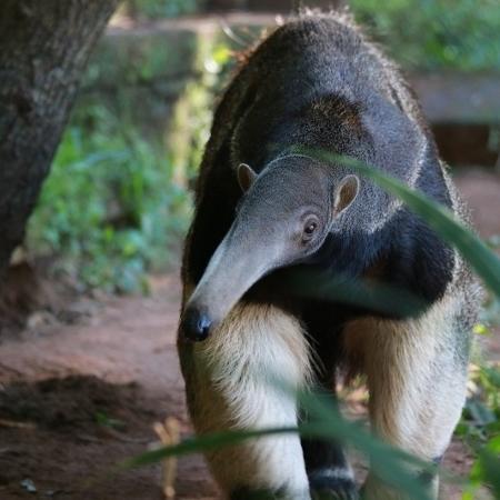15.ago.2023 - Tamanduá Kiara nasceu em São Paulo, mas foi viver no zoológico de Sapucaia do Sul (RS)