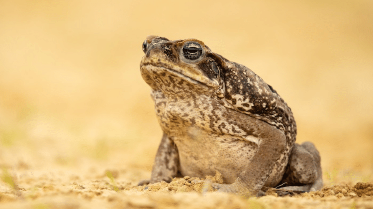 Espécime de sapo-cururu. O veneno do anfíbio é altamente perigoso e dizimou crocodilos na Austrália