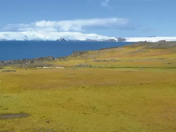 Antártida está ficando verde em ritmo acelerado e isso é uma má notícia