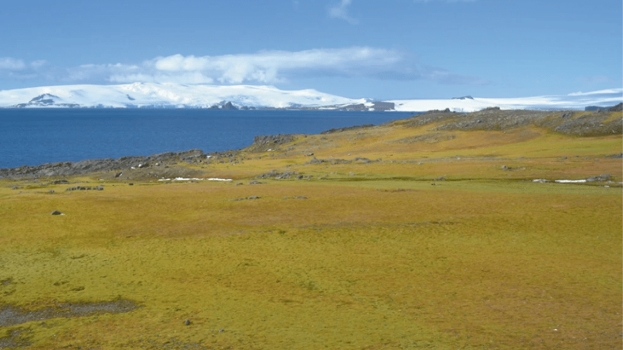 Conhecida pelos enormes icebergs, a Antártida vai ficando cada vez mais verde: vegetação vem cobrindo o território de forma acelerada. Acima, área da península chamada Ilha Barrientos (62°?S)