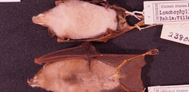 As duas espécies lado a lado: o animal de cima é da espécie L. inexpectata e o de baixo, L. mordax - Divulgação