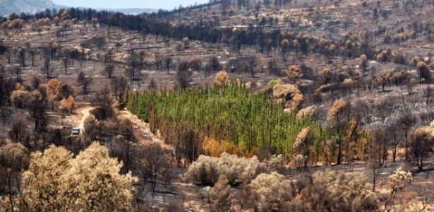 Dos mais de 940 ciprestes mediterrâneos da plantação do projeto CypFire em Valência, só 1,27% foi queimado no incêndio que aconteceu ali em 2012. Todas as outras espécies foram devastadas  - Bernabé Moya via BBC