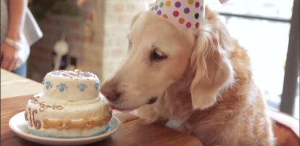  A cachorra Bretagne comemora seus 16 anos - Twitter/Reprodução