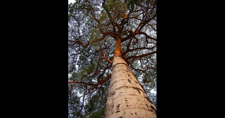 Jatobá - Sua altura varia entre 15 e 30 metros (até 95 metros na Amazônia) e seu tronco pode ultrapassar um metro de diâmetro. Sua madeira é empregada na construção civil em vigas, ripas e acabamentos internos (portas, tacos e tábuas para assoalhos), além de estar presente em peças de decoração e móveis de alto luxo. Sua madeira consta, junto com as do ipê e as do mogno, no grupo das dez mais valiosas e negociadas madeiras do mundo.  FLORESTA MADURA: típica de florestas melhor conservadas, cresce bem devagar e absorve pouco carbono por ano. Por viver muitos anos e atingir grande porte, possui grande capacidade de estocar carbono - Reprodução/WikimediaCommons