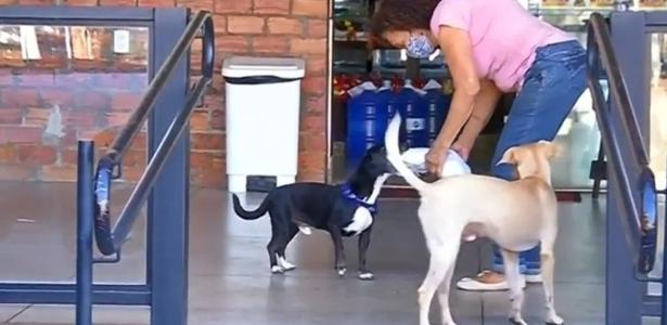 Cachorro Juca | Vira-lata faz sucesso por carregar compras da dona; veja o vídeo