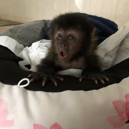 Parana Macaco E Encontrado Abracado A Mae Apos Acidente Fatal