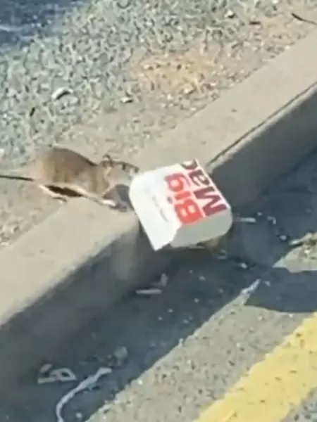 rato enorme na rua｜Pesquisa do TikTok