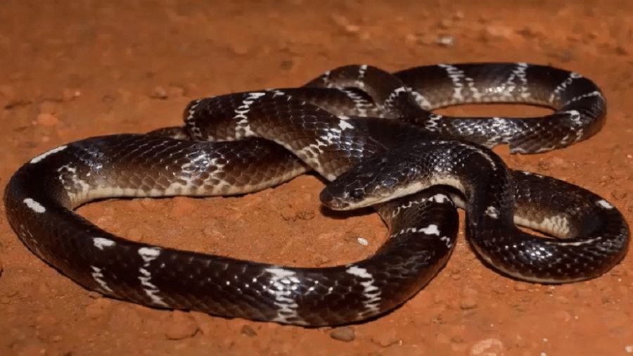 Cobra krait malasiana: tudo sobre serpente considerada umas das venenosas  do mundo