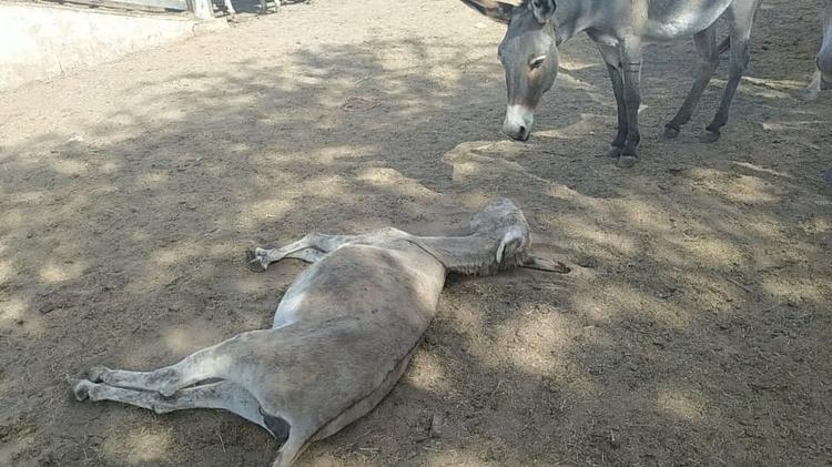 Dezenas de animais foram encontrados em situação de maus-tratos em Itatim em julho deste ano - Reprodução - Reprodução