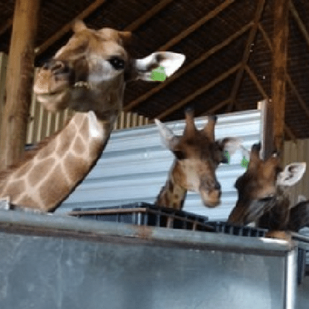 15 girafas estão presas  em um local cercado no Hotel Resort Safari Portobello, em Mangaratiba (RJ) - Divulgação MPF