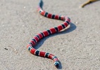 Cobra coral é flagrada por fotógrafa em praia de SP: 