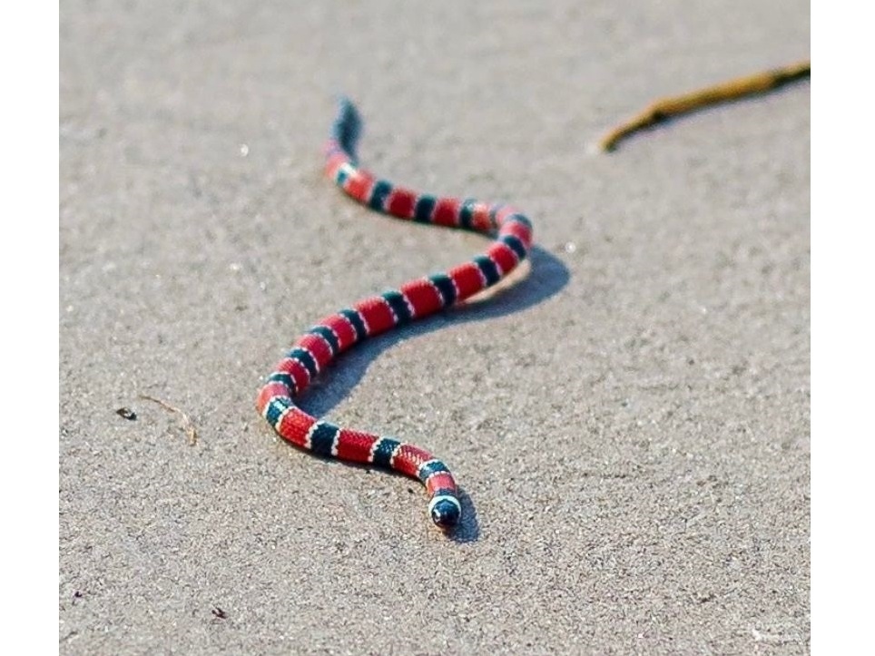 Cobra jararaca faz 'surpresa' para mulher no litoral de SP e