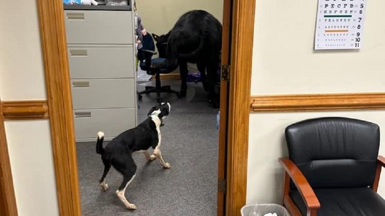 Dog Bob helped catch the calf.  - Duplication/Facebook - Duplication/Facebook