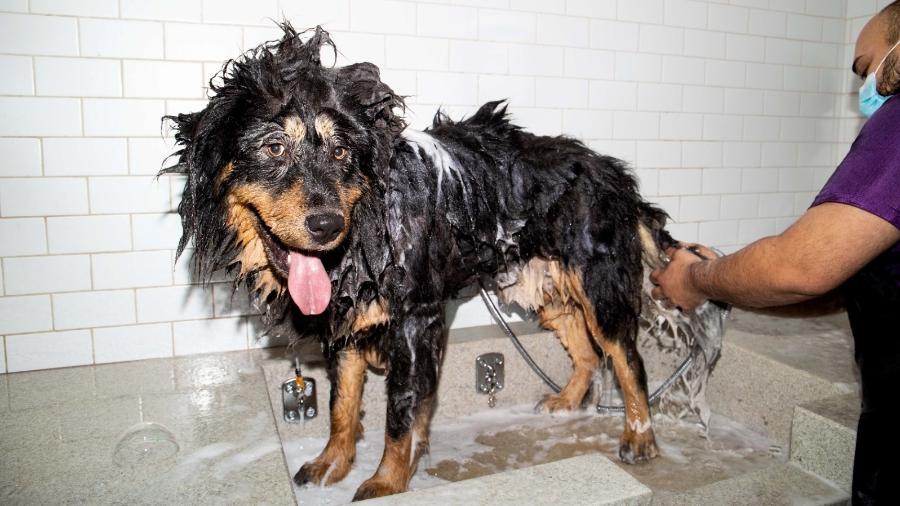 Cão toma banho em loja da Petlove: empresa aposta em plano de saúde e lojas com serviços