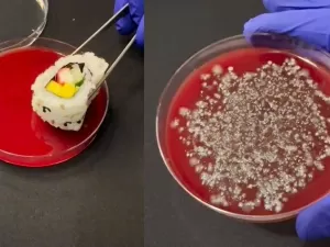 Sushi com bactéria: biólogo ensina a evitar intoxicação após vídeo viral