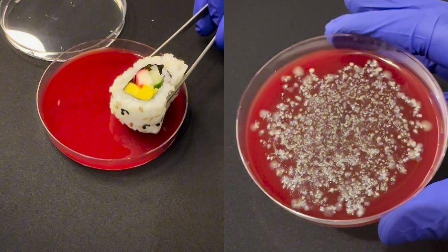 Biólogo compartilhou vídeo de experimento com sushi