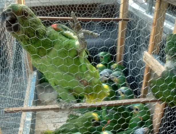 Aves apreendidas em terreno na Vila São José, em Gurupi (TO), no sábado (17) -  3ª Companhia Ambiental de Gurupi