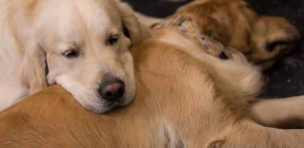 2 golden retriever | Casal oferece R$ 165 mil ao ano para cuidar de cães em mansão