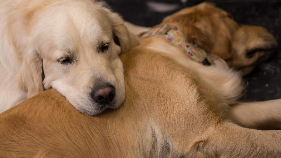 Imagem com cães da raça golden retriever, a mesma dos cachorros do anúncio - Oli Scarff/AFP