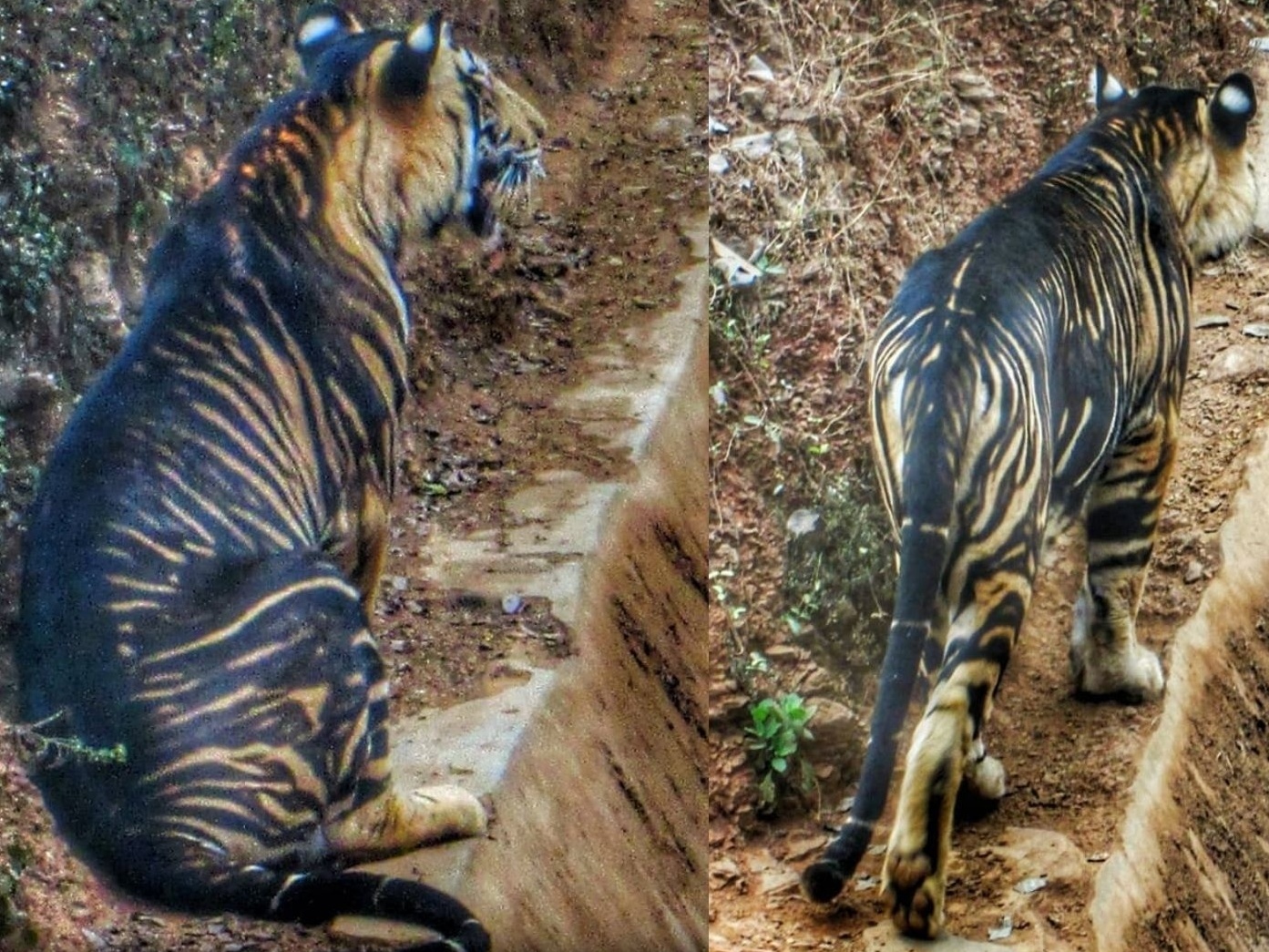 Como ganhar dinheiro no jogo do tigre » Planeta Folha