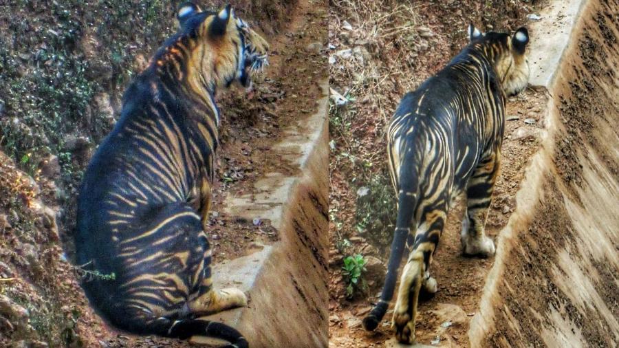 Tigre raro com melanismo avistado na Índia pelo fotógrafo Soumen Bajpayee -  Reprodução/@bajpayeesoumenwildlife/Instagram