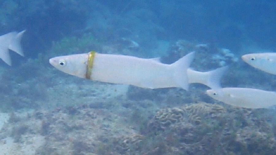 Peixe é encontrado na Austrália preso a aliança - Reprodução/norfolkislandreef.com.au