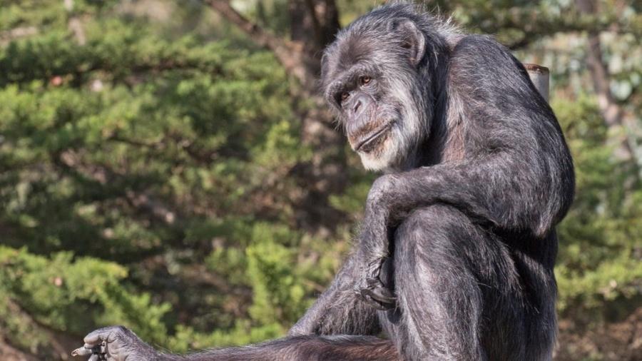 Imagem do chimpanzé Cobby - Divulgação/Twitter/Zoológico de São Francisco