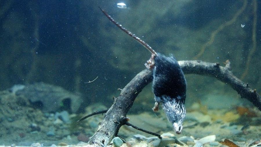 Estes mamíferos conseguem ficar ativos debaixo d"água por mais de 20 segundos, guardando oxigênio em seus pequenos músculos - R A MACARTHUR/ K L Campbell