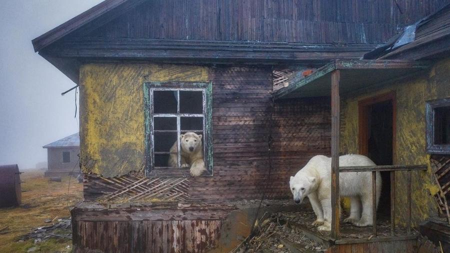 Ursos polares foram flagrados em estação abandonada na Rússia - Reprodução/Instagram @master.blaster