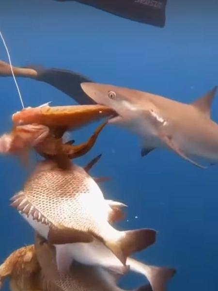 Tubarão pega peixe em linha de pescador em Fernando de Noronha - Reprodução/Instagram/fe1noronha
