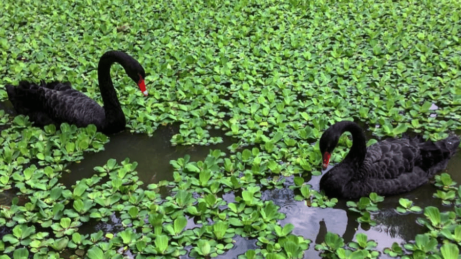 Cisnes negros no parque Guinle; história de Romeu e Julieta causou comoção