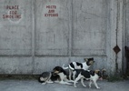 O que cães semisselvagens que sobreviveram a Chernobyl ensinam à ciência (Foto: Sean Gallup/Getty Images)