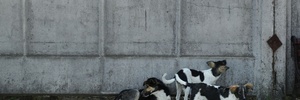 O que cães semisselvagens que sobreviveram a Chernobyl ensinam à ciência (Foto: Sean Gallup/Getty Images)