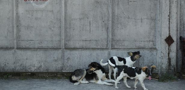 O que cães semisselvagens que sobreviveram a Chernobyl ensinam à ciência