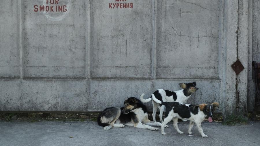 Há mais de 300 cães vivendo em áreas próximas ou mesmo na própria usina de Chernobyl Há mais de 300 cães vivendo em áreas próximas ou mesmo na própria usina de Chernobyl