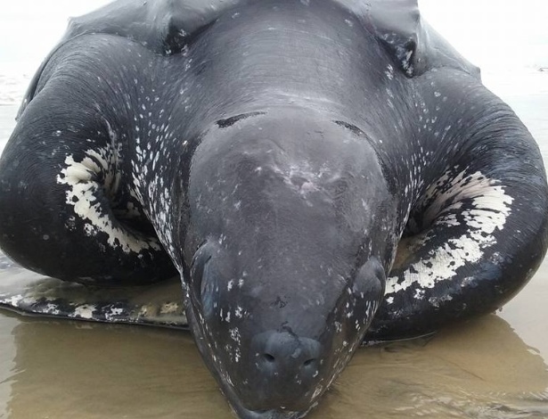 Tartaruga-de-couro encontrada morta em Ilha Comprida (SP) - Cristian Negrão/Divulgação