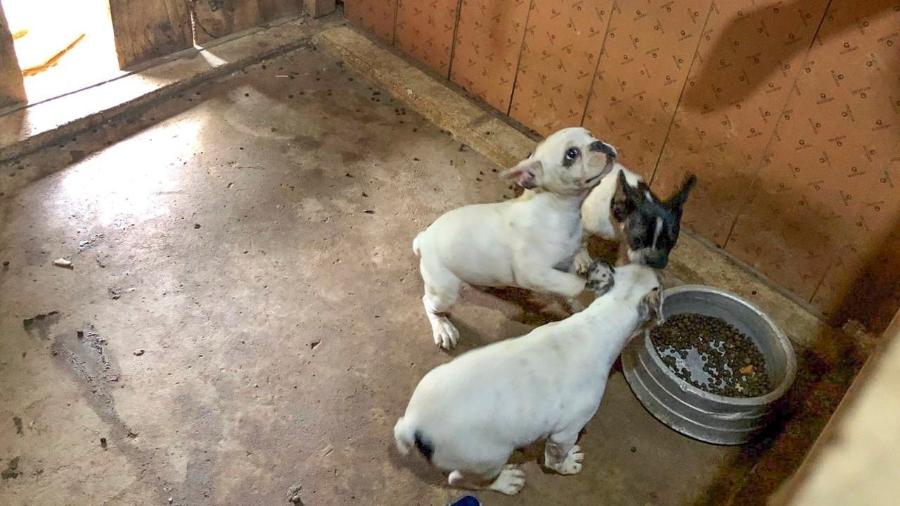 Os cães de raça foram encontrados em condições de insalubridade e maus tratos, no bairro Lamenha Pequena, em Curitiba - Divulgação/Prefeitura de Curitiba