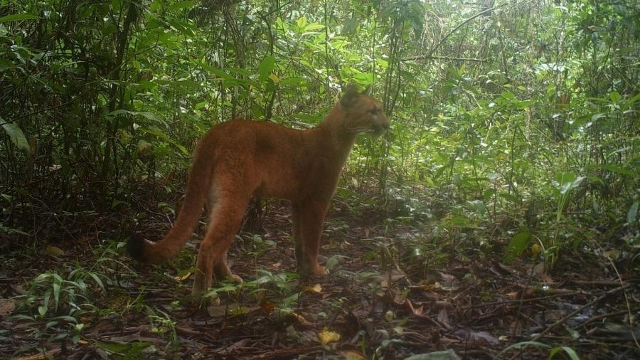 Animal foi visto em uma unidade ecológica do Rio de Janeiro por meio de uma "armadilha fotográfica" - Divulgação/Inea