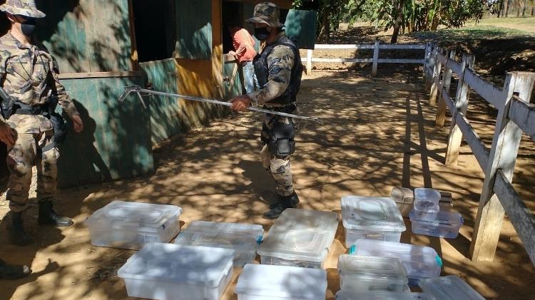 Policiais apreendem serpentes exóticas após denúncia - Divulgação/Polícia Militar Ambiental - DF - Divulgação/Polícia Militar Ambiental - DF