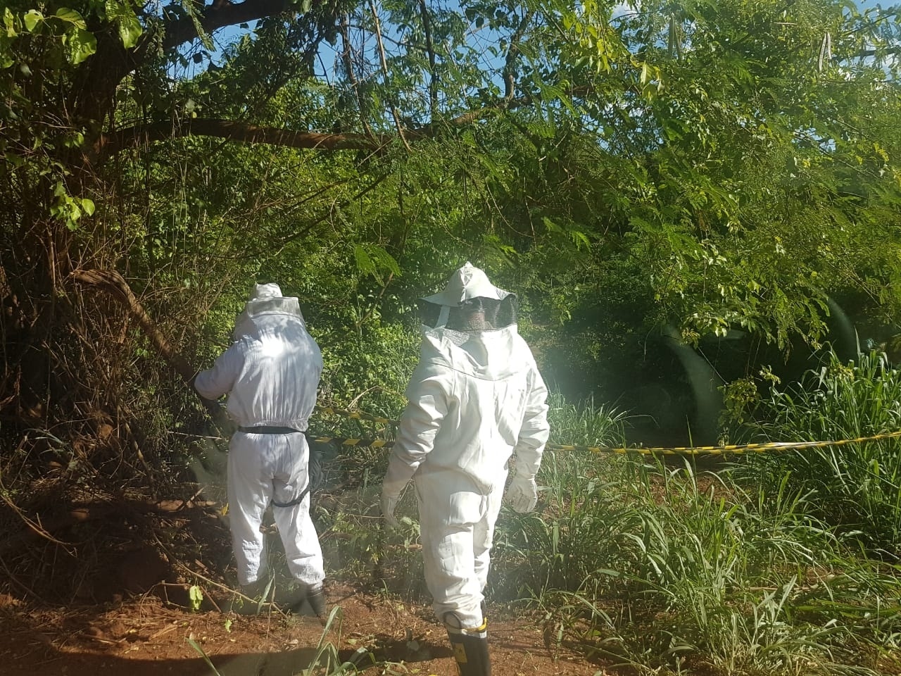 Enxame de abelhas deixa pessoas feridas e mata cavalo em Rio Pardo