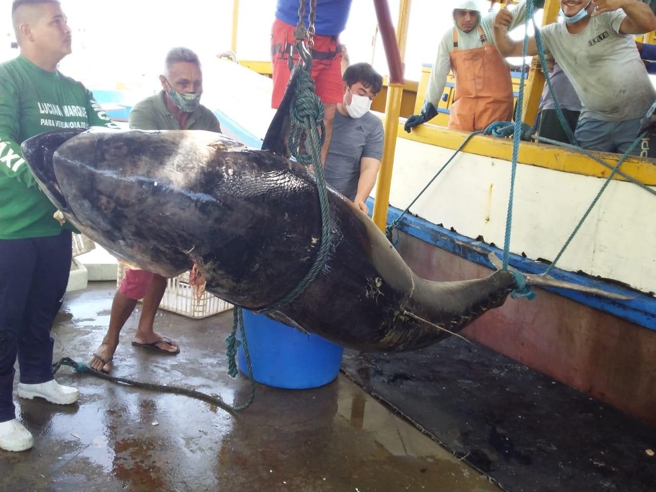 Pescadores fisgam atum de R$ 140 mil, mas detalhe faz perderem bolada