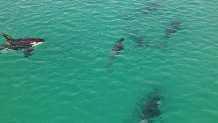 Drone registrou "passeio" de Orcas pelo litoral carioca - Reprodução/Marcelo Gah