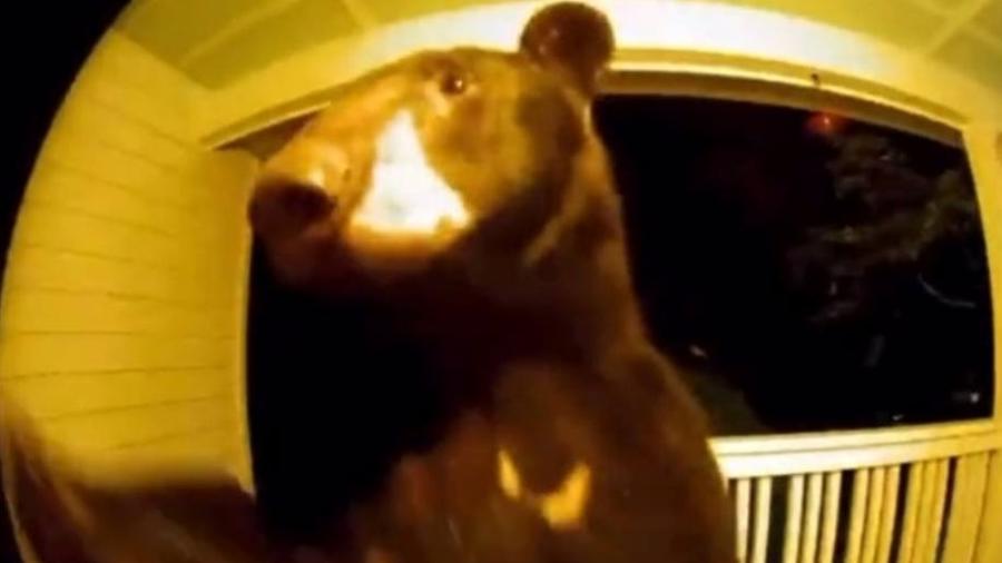 Wendy Watson disse que a visita do urso ao bairro é comum - Reprodução/Twitter