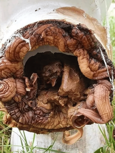 alien - Reproduction/Reddit - Reproduction/Reddit