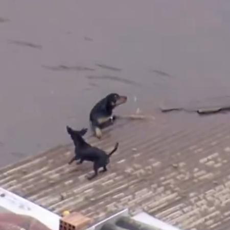 Cachorro tenta subir em telhado para se salvar de enchente no RS