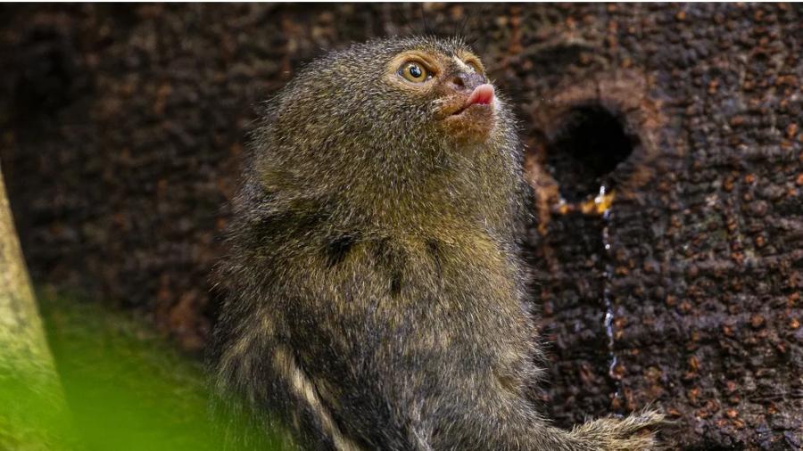 Sagui-pigmeu (pygmy marmoset), considerado o menor macaco do mundo