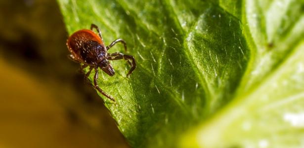 Os 4 erros no jardim que podem atrair carrapatos sem você perceber