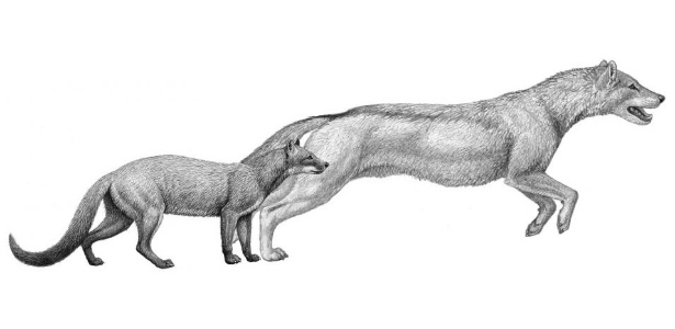 Dois cachorros de milhões de anos -- o "Hesperocyon" à esquerda e o um pouco mais jovem "Sunkahetanka" --  eram predadores de estilo emboscada. Como as mudanças climáticas transformaram seu habitat, os cães evoluíram para o estilo de caça de perseguição e os membros anteriores também mudaram sua anatomia para esse fim - Mauricio Anton/Brown University