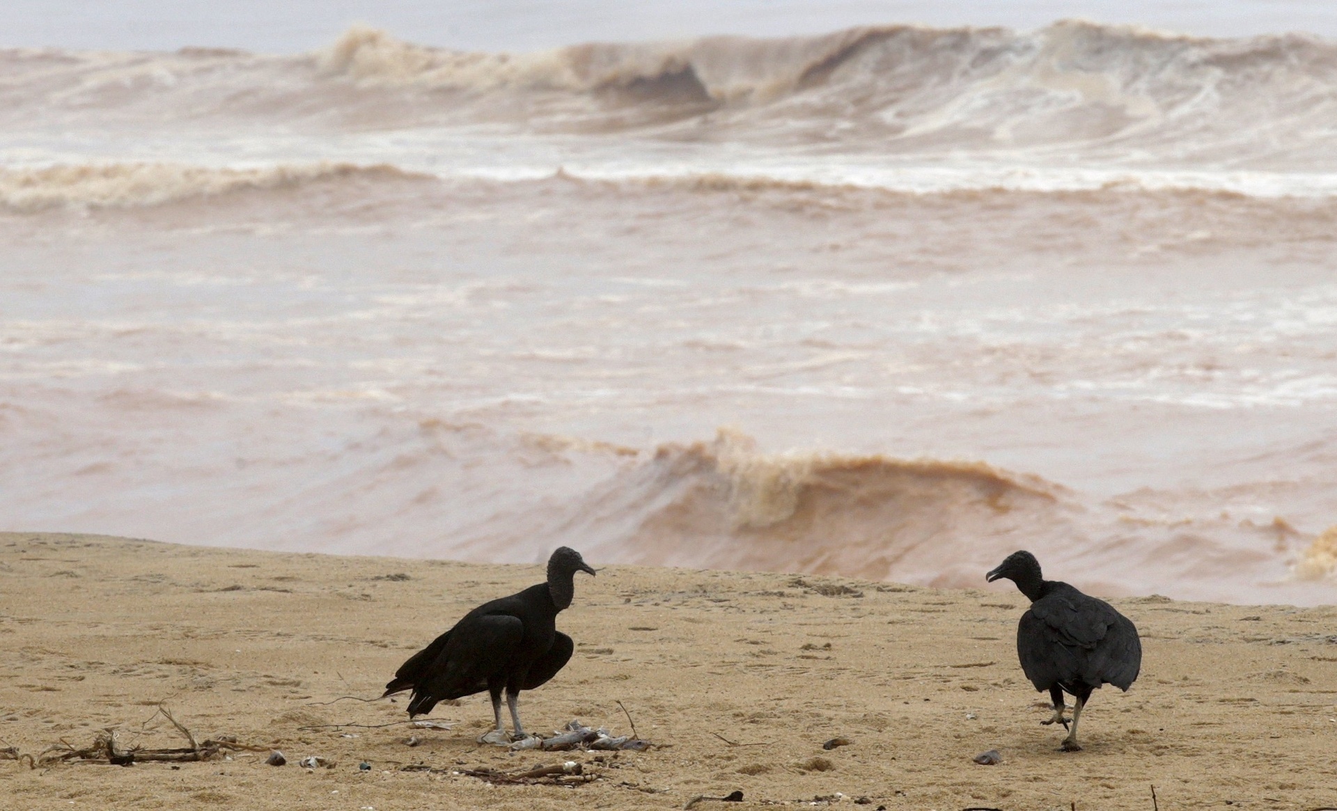 23.nov.2015 - Urubus comer peixes mortos encontrados na praia Povoação, perto da foz do Rio Doce), que foi inundado com lama após os rejeitos da barragem que se rompeu em Mariana (MG) atingirem o litoral do Espírito Santo - Ricardo Moraes/Reuters